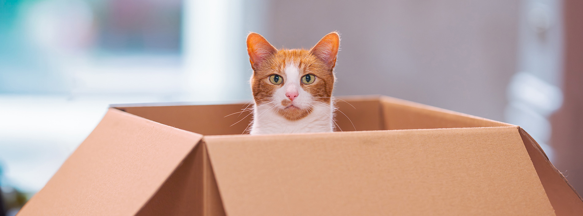 Moving home with your cat
