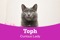 Grey cat Toph with heading reading 'Curious lady'