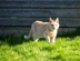 A ginger cat walking on grass outdoors