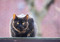 tortoiseshell cat outdoors