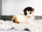 A tiny calico kitten