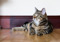 A brown tabby cat lying on a wooden floor