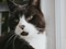 Black-and-white cat