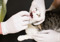 A tabby-and-white cat having their mouth and teeth checked by a person wearing white latex gloves