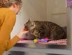 brown tabby cat in a cat pen being stroked by a woman in a yellow jumper