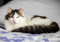 A fluffy tabby-and-white cat lying down