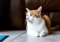 A white-and-ginger cat lying down