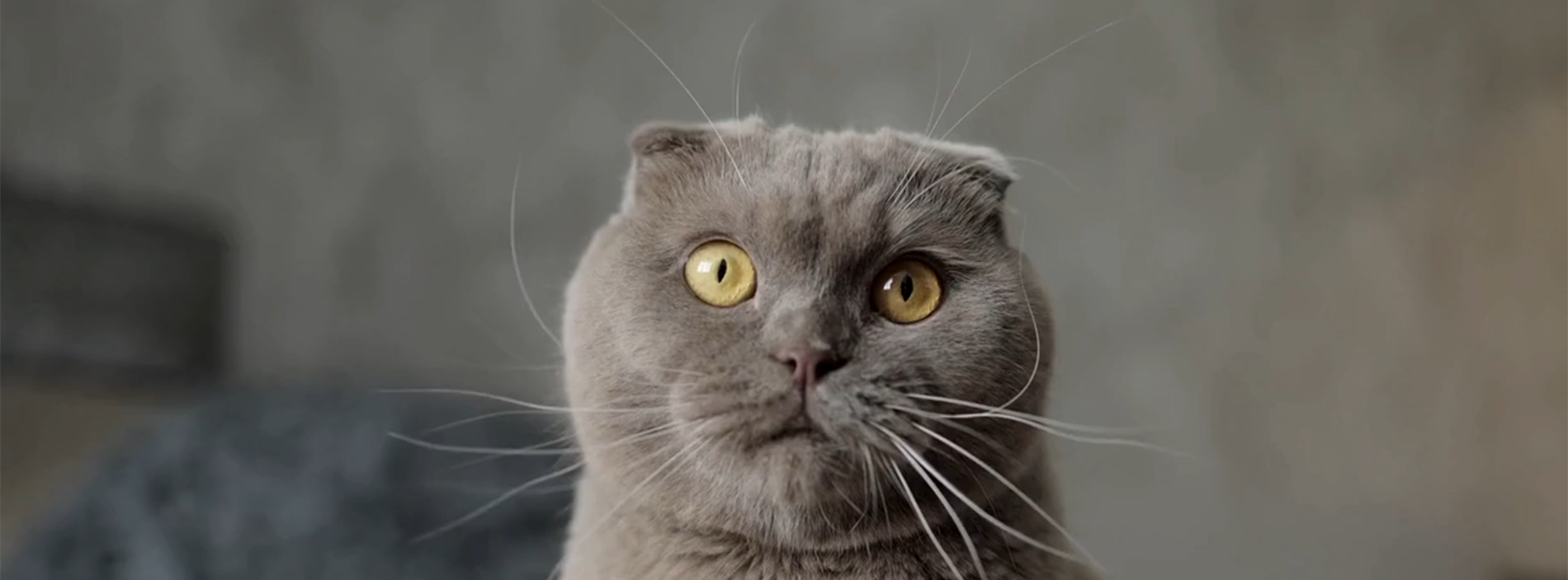 Scottish Folds