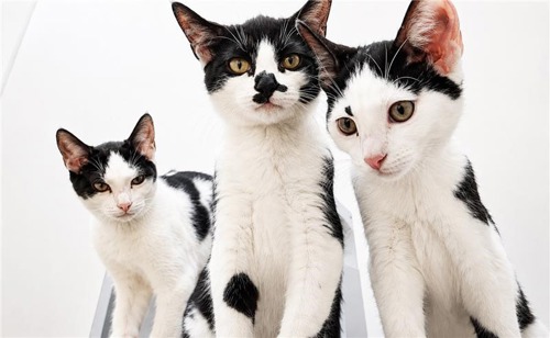 Three black-and-white kittens named Mira, Saja and Zoey sit closely together on a white platform, looking towards the camera. The centre kitten has a distinctive black patch across their nose, while the kitten on the right has large ears and a mostly white face. The kitten on the left stands slightly behind the others. The kittens were photographed at Cats Protection's North West London Cat Centre as part of the Meet the Cats campaign.