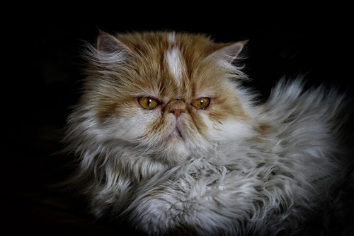 ginger-and-white long-haired Persian cat with a flat face
