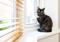 tortoiseshell cat sat on windowsill
