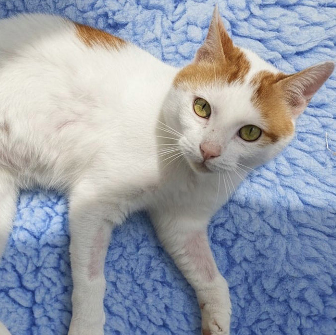 Abused cat rehabilitated by Cats Protection volunteers