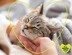 Pet Health Club With IVC