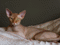 A hairless cat lying on a beige blanket.