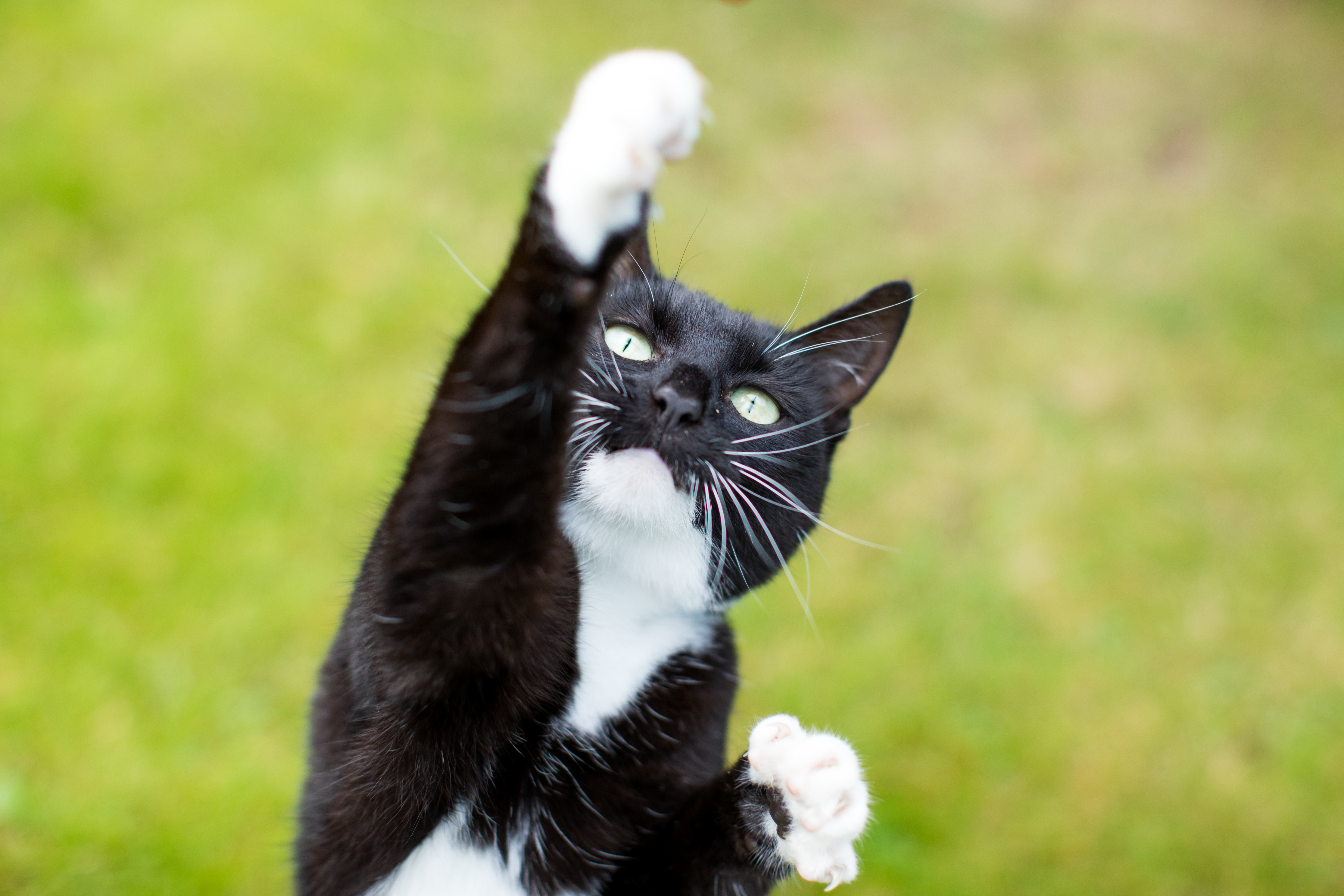 The cost of owning a cat