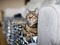 brown tabby cat sitting on grey sofa