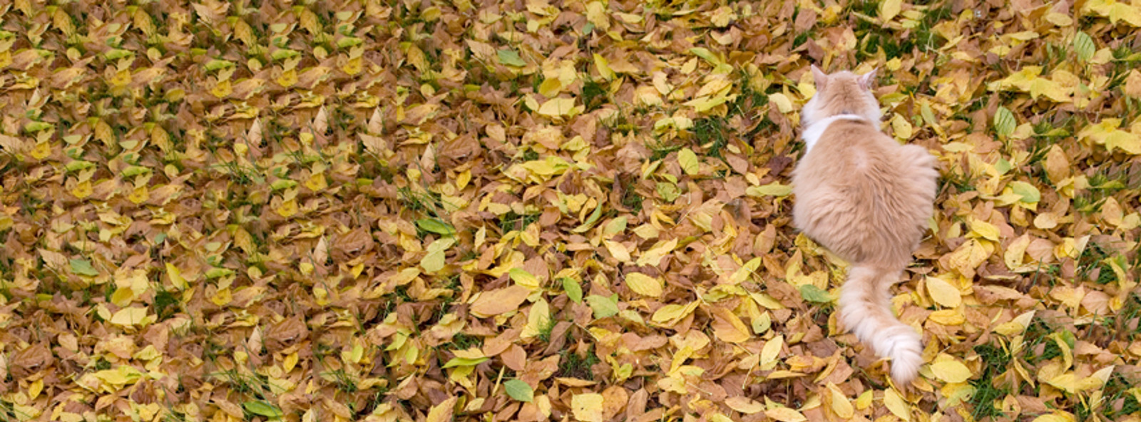 Cats Protection Cotswolds Cat Centre