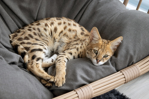 a brown spotted Savannah cat that's a wildcat hybrid