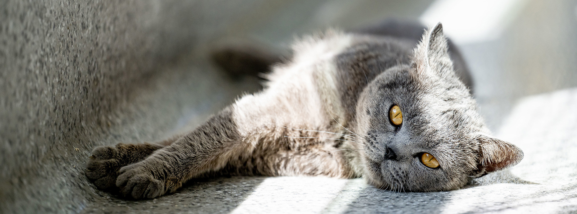 Getting a pedigree cat