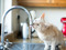ginger cat drinking water directly from a running tap