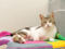 Tabby-and-white cat lying on a colourful knitted blanket, looking towards the camera.