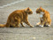 Two ginger cats staring at each other and looking stressed outdoors