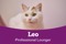 White cat Leo with heading reading 'professional lounger'