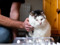 tabby-and-white cat being fussed around their neck