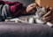 a grey-and-white tabby cat lying on a bed being stroked by a person