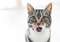 tabby-and-white cat licking their lips