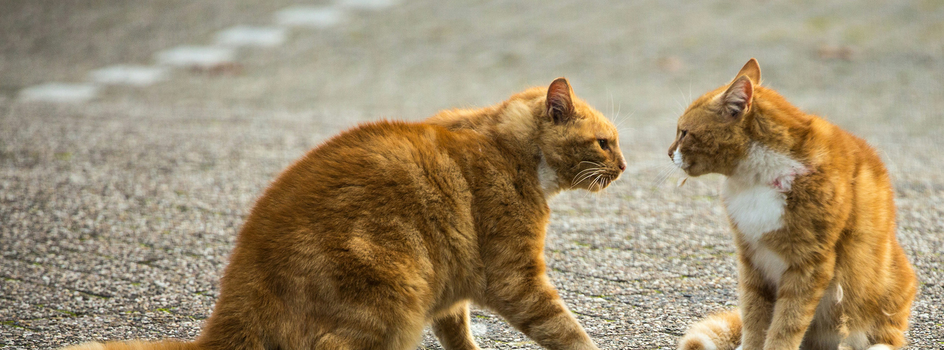 Cats and fighting