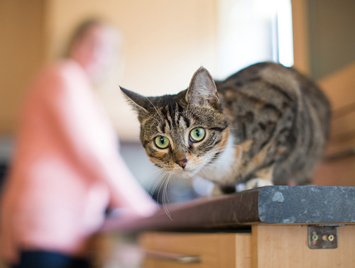 A brown tabby cat crouched on a kitchen counter