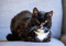 black-and-white cat with yellow eyes lying on a grey sofa