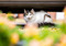 long-haired tabby-and-white cat hiding under a car outdoors