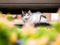long-haired tabby-and-white cat hiding under a car outdoors