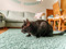 A black cat crouched down on a blue rug
