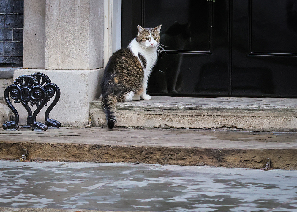 Could Larry the cat live with Axel the dog under a Burnham premiership?