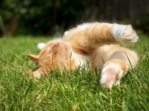 A ginger-and-white cat basks in the sun on a grassy lawn, lying on its back with its eyes closed and front paws curled.
