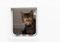 brown tabby cat peering through a closed cat flap