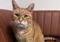 Ginger tabby cat sat on green blanket