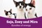 Black and white kittens - Saja, Zoey and Mira with heading reading 'bundles of energy'