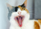 calico cat with their mouth open showing their teeth and tongue