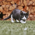 Join our squad and help us score big for cats this summer