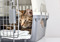 brown tabby cat sat inside grey-and-white plastic cat carrier with the door open