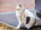 tabby-and-white cat scratching themselves with their back leg