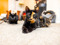 A tortoiseshell cat with a black cat blurred in the background
