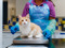 A long-haired ginger-and-white cat sat on a vet table with a vet wearing personal protective equipment standing behind them
