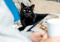A black cat sat on a sofa. A person reading is blurred in the foreground