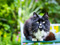A long-haired black-and-white cat perched on a garden table