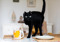 A black cat with three legs standing on a dining table